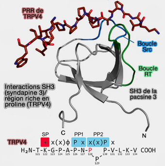 Interactions syndapine/TRPV4