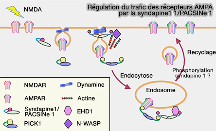 Trafic des récepteurs AMPA par la syndapine1 1/PACSINe 1