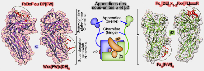 Motifs des appendices αé et β2