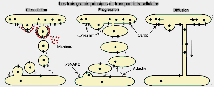Les trois grands principes du transport intracellulaire