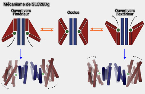 Mécanisme de SLC26Dg