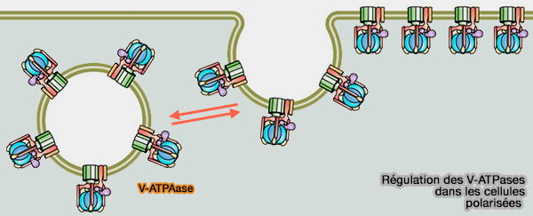 Régulation des V-ATPasesdans les cellulespolarisées 