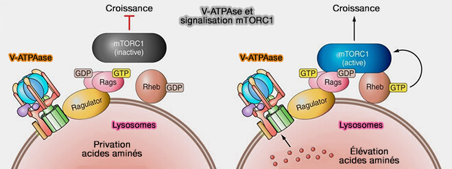 V-ATPase et signalisation mTORC1