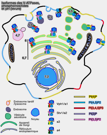 Isoformes des V-ATPases,phosphoinositides et pH 