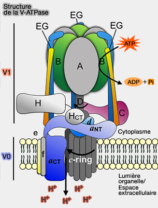 Structure de la V-ATPase