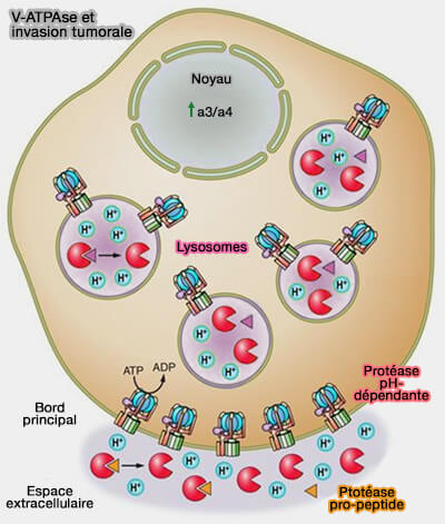 V-ATPase et invasion tumorale