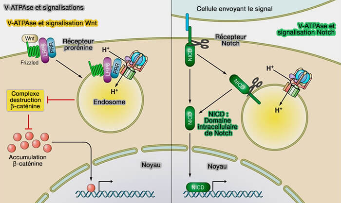V-ATPase et signalisation Wnt et Notch