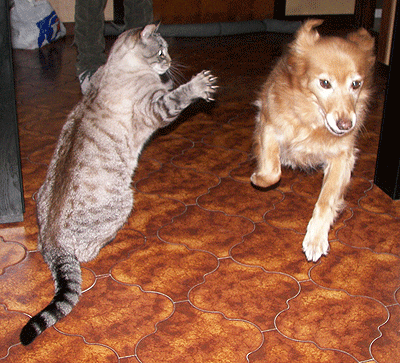 Agression d'un chat sur un chien