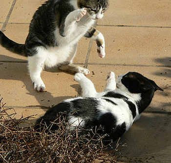 Combats entre chats