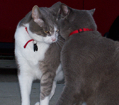 Affrontement entre deux chats