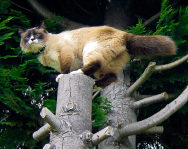 Fuite d'un chat dans un arbre