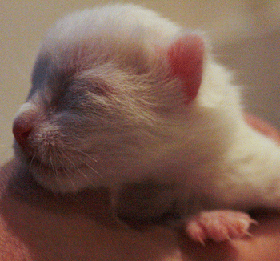 Chat nouveau-né