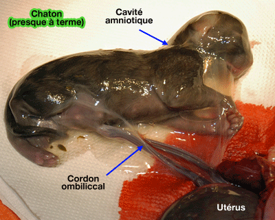 Foetus de chat et son placenta