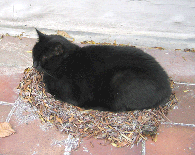 Chat dans un nid