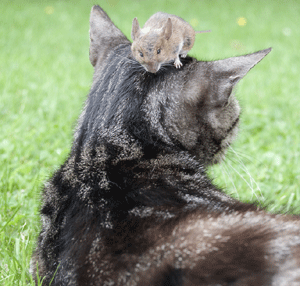 Socialisation aux souris