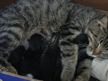 Mere-chatons dans le nid
