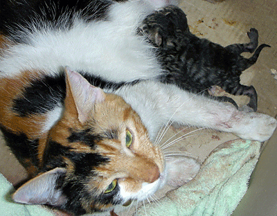Chatte et ses nouveau-nés