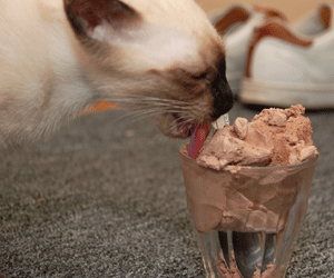 Chat mangeant une glace