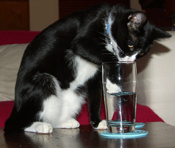 Chat jouant avec l'eau