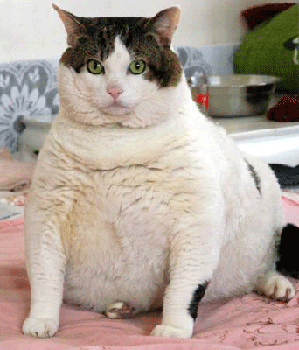 Chat obèse