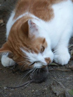 Chat mangeant une souris