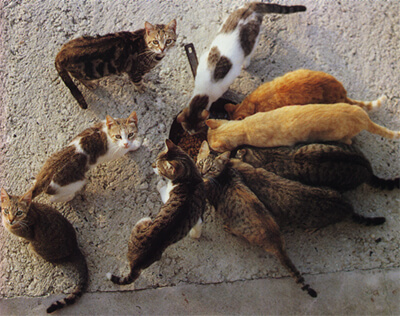 Chats mangeant ensemble