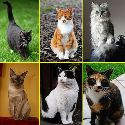 Différents chats dans différents systèmes