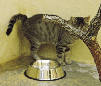 Marquage urinaaire chez le chat