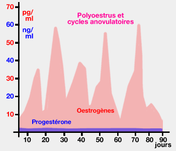 Taux d'oestrogènes et de progestérone lors de polyoestrus chez la chatte