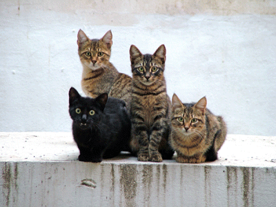 Groupe de chats