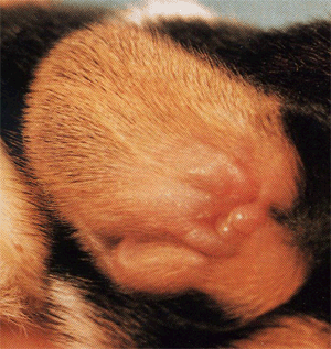 Oreille obturée d'un chiot Beagle nouveau-né