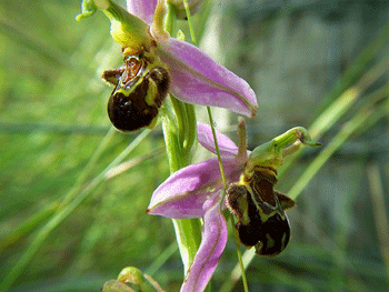 Orchidée imitant un insecte