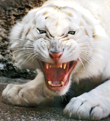 Menace d'un tigre blanc