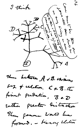 Premier arbre évolutionnaire de Darwin (1837)