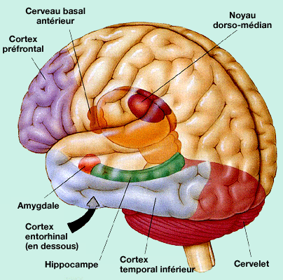 Cerveau et mémoire