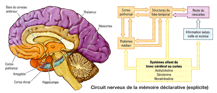 Anatomie de la mémoire déclarative