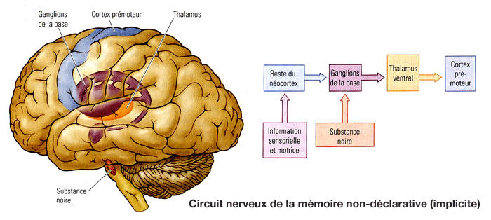 Anatomie de la mémoire non-déclarative