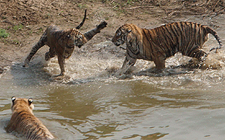Combat de tigres