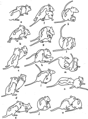 Rat jouant au combat