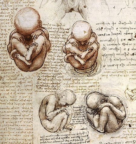 Foetus in utero