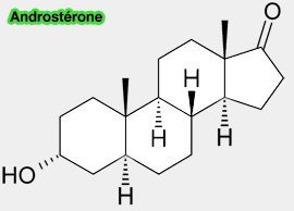 Androstérone
