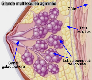 Glande multilobulée agminée (sein)