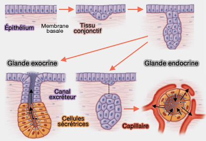 Histogenèse des glandes