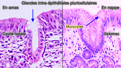 Glandes intra-épithéliales pluricellulaires