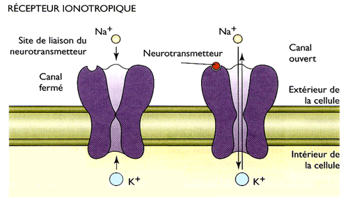 Récepteur ionotrope