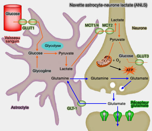 Navette astrocyte-neurone lactate (ANLS)