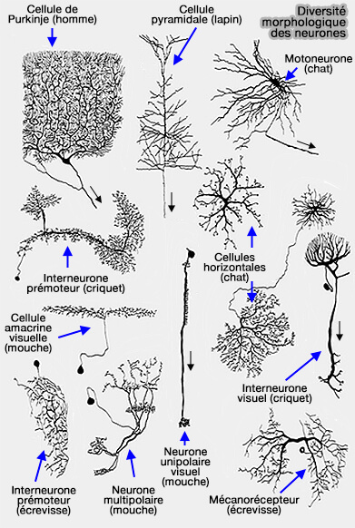 Diversité morphologique des neurones