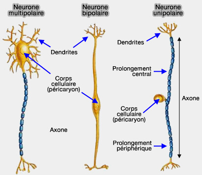 Classification des neurones