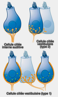 Cellules ciliées