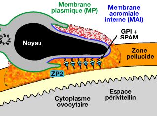 Fixation secondaire du spermatozoïde à la zone pellucide